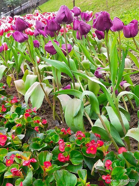 「新店碧潭風景區鬱金香花海」(Tulid blossoms at Pi lake), Hsinpei city, North Taiwan, SJKen, Feb 14, 2022.