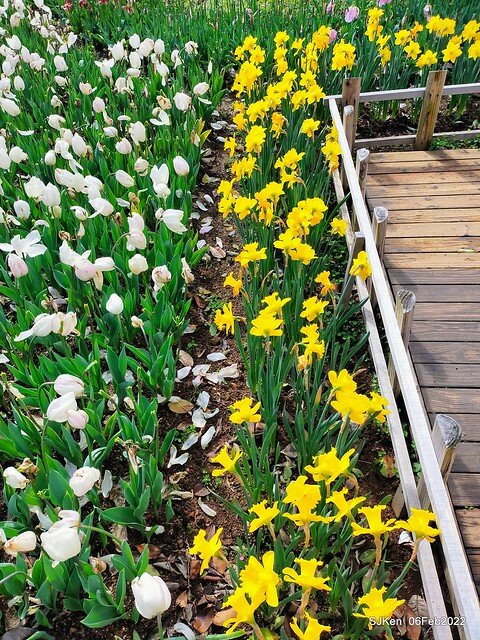 花卉試驗中心鬱金香展(2022 Tulid blossoms exhibition), Taipei, Taiwan, SJKen,Feb 6,  2022.