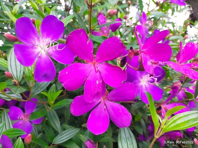 「陽明山花卉試驗中心風信子與香花篇」(Hyacinthus orientalis & other blossoms), Taipei, Taiwan, SJKen, Feb 6, 2022.