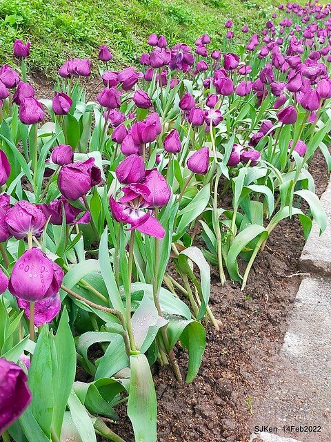 「新店碧潭風景區鬱金香花海」(Tulid blossoms at Pi lake), Hsinpei city, North Taiwan, SJKen, Feb 14, 2022.