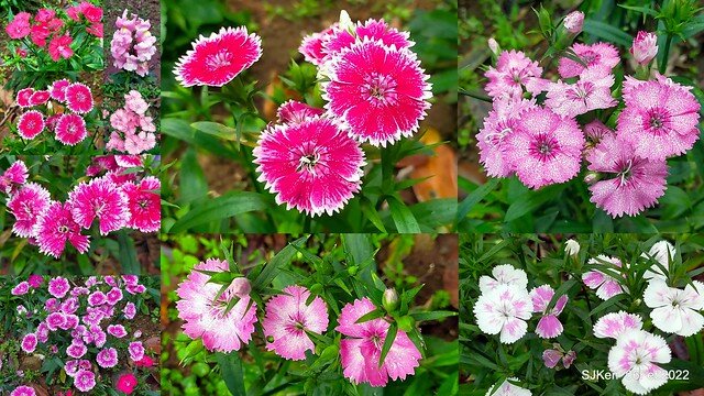 「陽明山花卉試驗中心風信子與香花篇」(Hyacinthus orientalis & other blossoms), Taipei, Taiwan, SJKen, Feb 6, 2022.