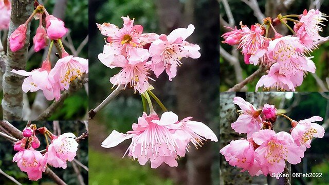 花卉試驗中心櫻花篇(2022 Cherry blossoms ), Taipei, Taiwan, SJKen,Feb 6, 2022.