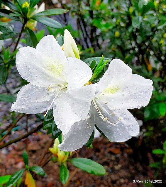「大安森林公園2022台北杜鵑花季」(Hydrangea & Rhododendron flower exhibition at Da-An forest park), Taipei, Taiwan, SJKen, Feb 20, 2022.