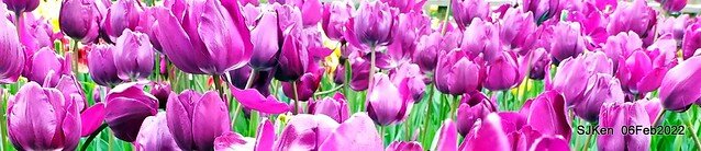 花卉試驗中心鬱金香展(2022 Tulid blossoms exhibition), Taipei, Taiwan, SJKen,Feb 6,  2022.