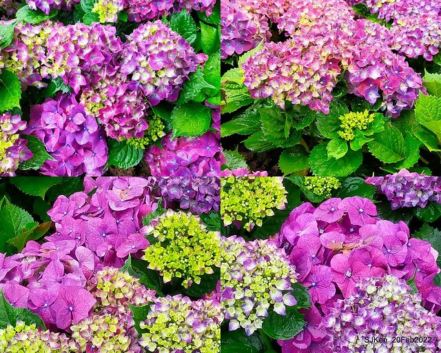 「大安森林公園2022台北杜鵑花季」(Hydrangea & Rhododendron flower exhibition at Da-An forest park), Taipei, Taiwan, SJKen, Feb 20, 2022.