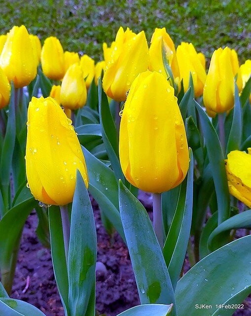 「新店碧潭風景區鬱金香花海」(Tulid blossoms at Pi lake), Hsinpei city, North Taiwan, SJKen, Feb 14, 2022.