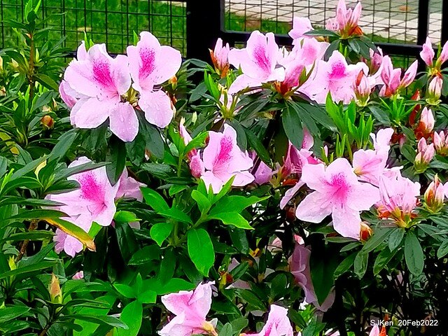 「大安森林公園2022台北杜鵑花季」(Hydrangea & Rhododendron flower exhibition at Da-An forest park), Taipei, Taiwan, SJKen, Feb 20, 2022.