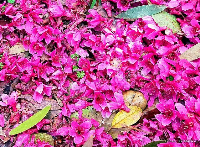 花卉試驗中心櫻花篇(2022 Cherry blossoms ), Taipei, Taiwan, SJKen,Feb 6, 2022.