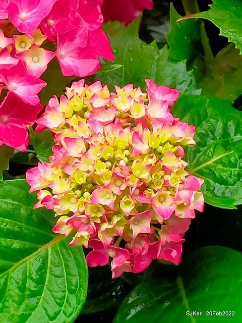 「大安森林公園2022台北杜鵑花季」(Hydrangea & Rhododendron flower exhibition at Da-An forest park), Taipei, Taiwan, SJKen, Feb 20, 2022.