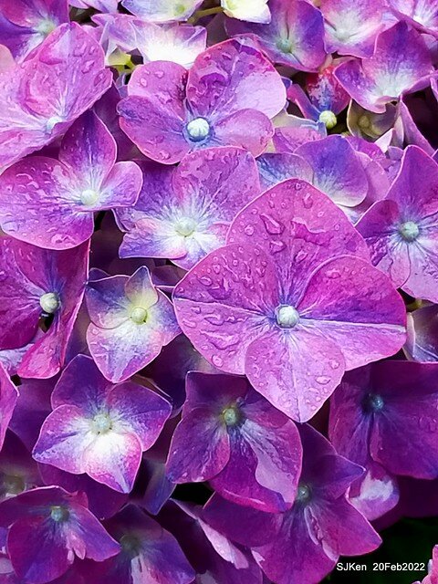 「大安森林公園2022台北杜鵑花季」(Hydrangea & Rhododendron flower exhibition at Da-An forest park), Taipei, Taiwan, SJKen, Feb 20, 2022.