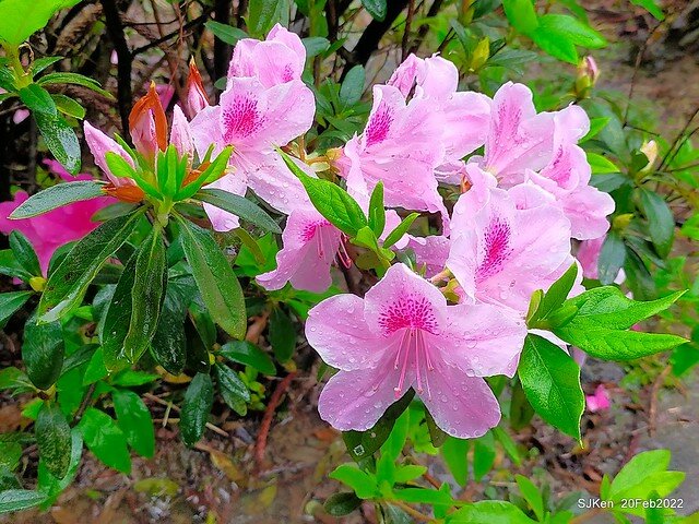 「中正紀念堂」寒流雨中賞櫻與杜鵑花(Cherry Blossom & Rhododendron at C.K.S. Memorial Hall), Taipei, Taiwan, SJKen, Feb 20, 2022.