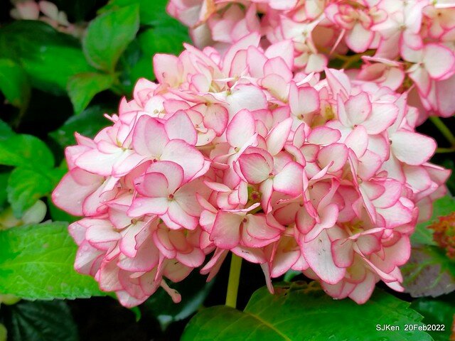 「大安森林公園2022台北杜鵑花季」(Hydrangea & Rhododendron flower exhibition at Da-An forest park), Taipei, Taiwan, SJKen, Feb 20, 2022.