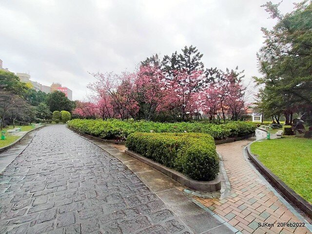 「中正紀念堂」寒流雨中賞櫻與杜鵑花(Cherry Blossom & Rhododendron at C.K.S. Memorial Hall), Taipei, Taiwan, SJKen, Feb 20, 2022.