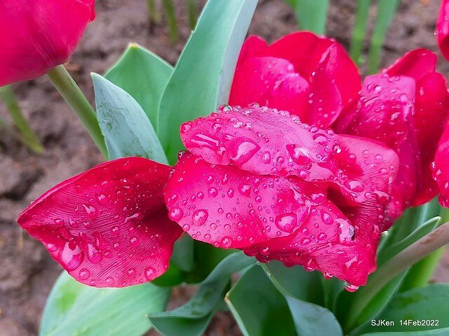 「新店碧潭風景區鬱金香花海」(Tulid blossoms at Pi lake), Hsinpei city, North Taiwan, SJKen, Feb 14, 2022.