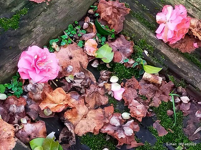 「陽明山花卉試驗中心茶花與杜鵑花」(Rhododendron &Camila), Taipei, Taiwan, SJKen, Feb 6, 2022.