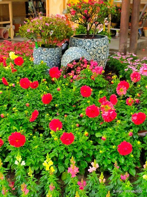 「大安森林公園2022台北杜鵑花季」(Hydrangea & Rhododendron flower exhibition at Da-An forest park), Taipei, Taiwan, SJKen, Feb 20, 2022.