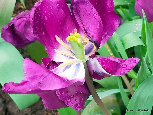 「新店碧潭風景區鬱金香花海」(Tulid blossoms at Pi lake), Hsinpei city, North Taiwan, SJKen, Feb 14, 2022.