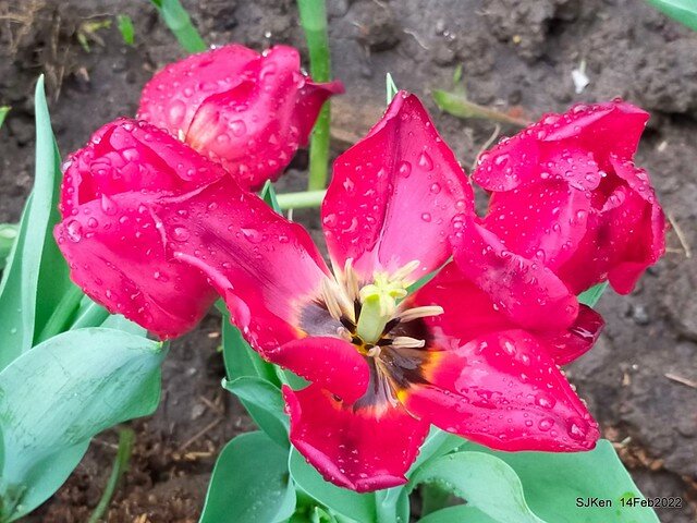 「新店碧潭風景區鬱金香花海」(Tulid blossoms at Pi lake), Hsinpei city, North Taiwan, SJKen, Feb 14, 2022.