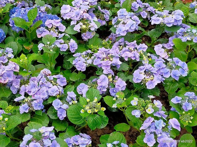 「大安森林公園2022台北杜鵑花季」(Hydrangea & Rhododendron flower exhibition at Da-An forest park), Taipei, Taiwan, SJKen, Feb 20, 2022.