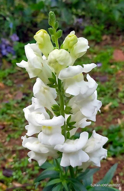 「陽明山花卉試驗中心風信子與香花篇」(Hyacinthus orientalis & other blossoms), Taipei, Taiwan, SJKen, Feb 6, 2022.