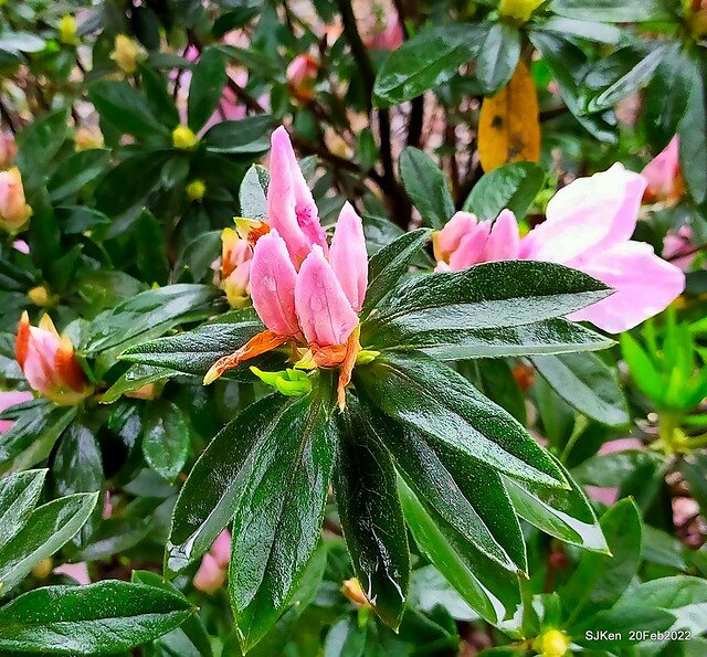 「大安森林公園2022台北杜鵑花季」(Hydrangea & Rhododendron flower exhibition at Da-An forest park), Taipei, Taiwan, SJKen, Feb 20, 2022.