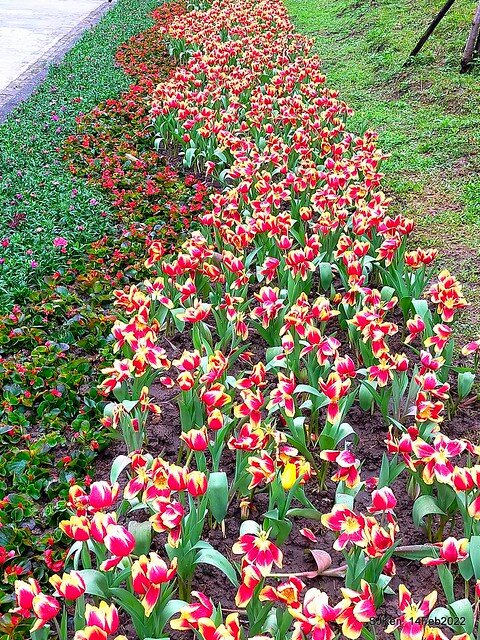 「新店碧潭風景區鬱金香花海」(Tulid blossoms at Pi lake), Hsinpei city, North Taiwan, SJKen, Feb 14, 2022.