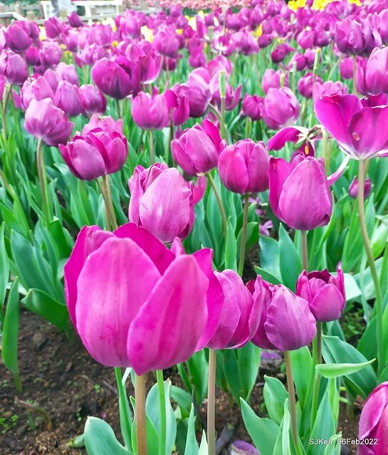 花卉試驗中心鬱金香展(2022 Tulid blossoms exhibition), Taipei, Taiwan, SJKen,Feb 6,  2022.
