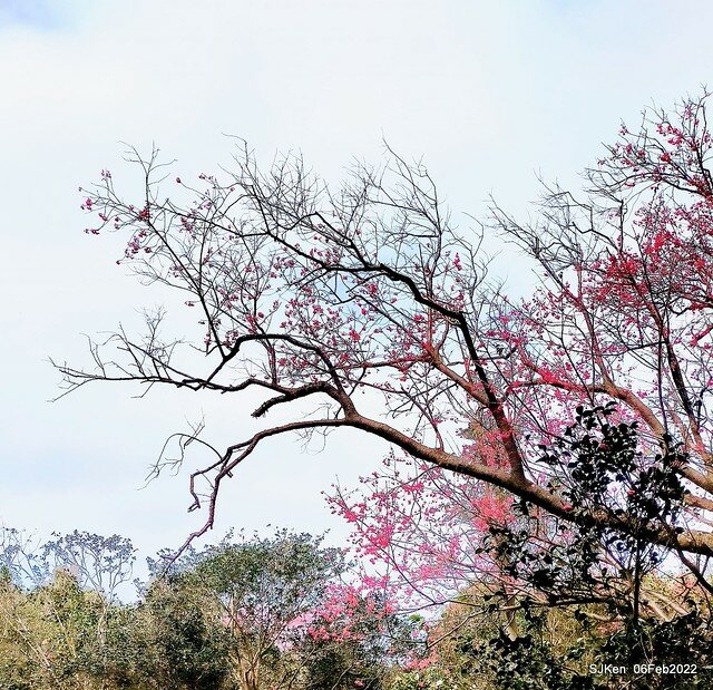 花卉試驗中心櫻花篇(2022 Cherry blossoms ), Taipei, Taiwan, SJKen,Feb 6, 2022.