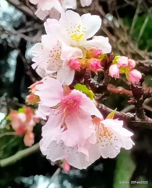 「中正紀念堂」寒流雨中賞櫻與杜鵑花(Cherry Blossom & Rhododendron at C.K.S. Memorial Hall), Taipei, Taiwan, SJKen, Feb 20, 2022.