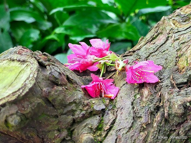花卉試驗中心櫻花篇(2022 Cherry blossoms ), Taipei, Taiwan, SJKen,Feb 6, 2022.