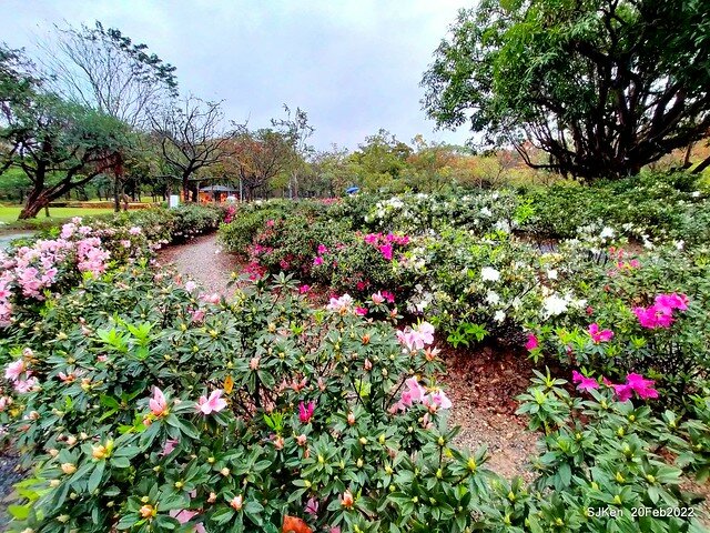 「大安森林公園2022台北杜鵑花季」(Hydrangea & Rhododendron flower exhibition at Da-An forest park), Taipei, Taiwan, SJKen, Feb 20, 2022.