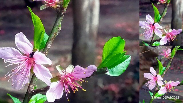 花卉試驗中心櫻花篇(2022 Cherry blossoms ), Taipei, Taiwan, SJKen,Feb 6, 2022.