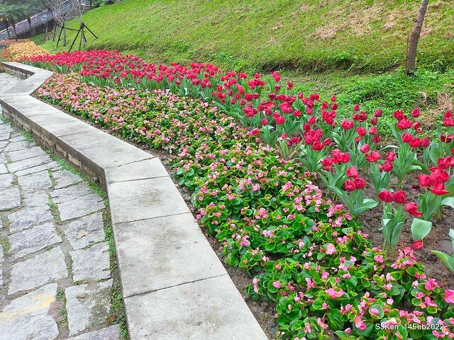 「新店碧潭風景區鬱金香花海」(Tulid blossoms at Pi lake), Hsinpei city, North Taiwan, SJKen, Feb 14, 2022.