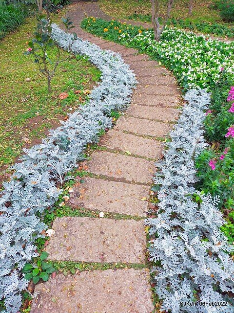 「陽明山花卉試驗中心風信子與香花篇」(Hyacinthus orientalis & other blossoms), Taipei, Taiwan, SJKen, Feb 6, 2022.
