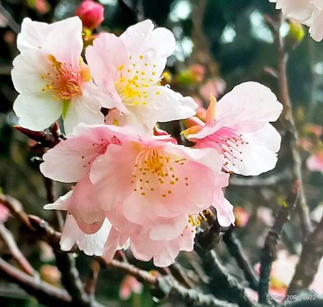 「中正紀念堂」寒流雨中賞櫻與杜鵑花(Cherry Blossom & Rhododendron at C.K.S. Memorial Hall), Taipei, Taiwan, SJKen, Feb 20, 2022.