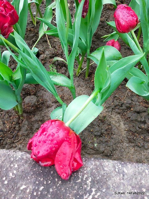「新店碧潭風景區鬱金香花海」(Tulid blossoms at Pi lake), Hsinpei city, North Taiwan, SJKen, Feb 14, 2022.