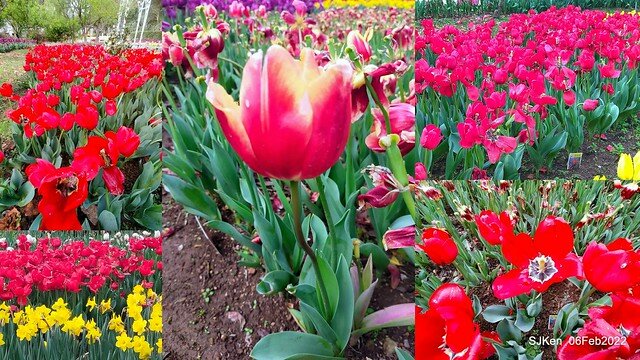 花卉試驗中心鬱金香展(2022 Tulid blossoms exhibition), Taipei, Taiwan, SJKen,Feb 6,  2022.