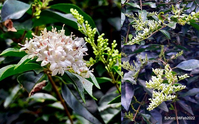 「陽明山花卉試驗中心風信子與香花篇」(Hyacinthus orientalis & other blossoms), Taipei, Taiwan, SJKen, Feb 6, 2022.