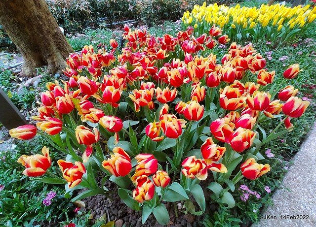 「新店碧潭風景區鬱金香花海」(Tulid blossoms at Pi lake), Hsinpei city, North Taiwan, SJKen, Feb 14, 2022.