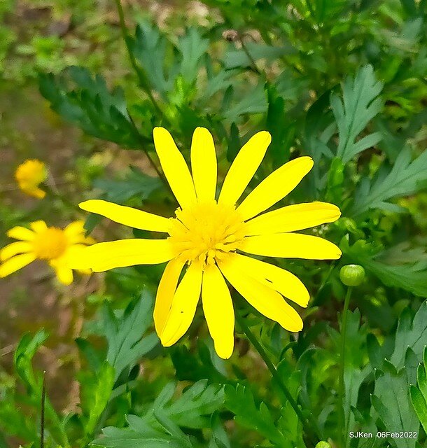 「陽明山花卉試驗中心風信子與香花篇」(Hyacinthus orientalis & other blossoms), Taipei, Taiwan, SJKen, Feb 6, 2022.