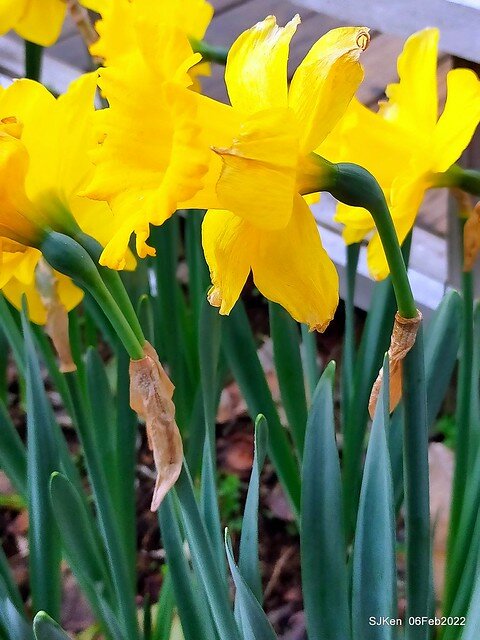 花卉試驗中心鬱金香展(2022 Tulid blossoms exhibition), Taipei, Taiwan, SJKen,Feb 6,  2022.