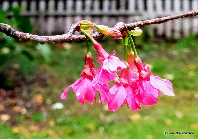 花卉試驗中心櫻花篇(2022 Cherry blossoms ), Taipei, Taiwan, SJKen,Feb 6, 2022.