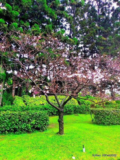 「中正紀念堂」寒流雨中賞櫻與杜鵑花(Cherry Blossom & Rhododendron at C.K.S. Memorial Hall), Taipei, Taiwan, SJKen, Feb 20, 2022.