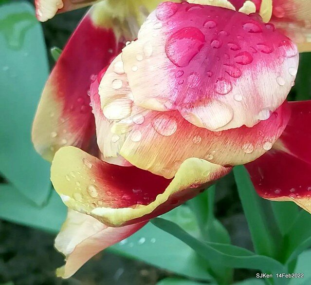 「新店碧潭風景區鬱金香花海」(Tulid blossoms at Pi lake), Hsinpei city, North Taiwan, SJKen, Feb 14, 2022.
