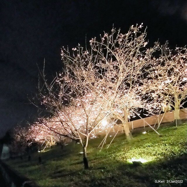 「2022台北東湖樂活夜櫻季」(2022 Taipei Lohas Cherry Blossoms Festival), Taipei, Taiwan, SJKen, Jan 31, 2022.