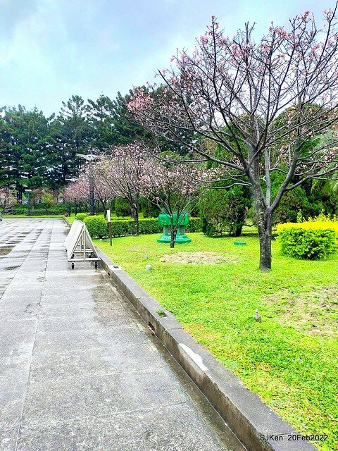 「中正紀念堂」寒流雨中賞櫻與杜鵑花(Cherry Blossom & Rhododendron at C.K.S. Memorial Hall), Taipei, Taiwan, SJKen, Feb 20, 2022.