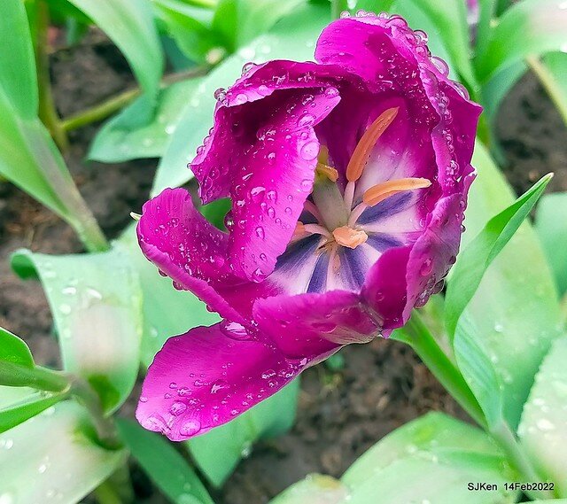 「新店碧潭風景區鬱金香花海」(Tulid blossoms at Pi lake), Hsinpei city, North Taiwan, SJKen, Feb 14, 2022.