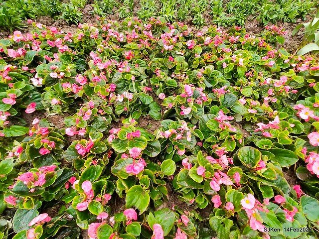 「新店碧潭風景區鬱金香花海」(Tulid blossoms at Pi lake), Hsinpei city, North Taiwan, SJKen, Feb 14, 2022.