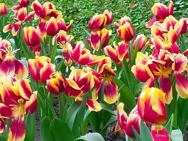 「新店碧潭風景區鬱金香花海」(Tulid blossoms at Pi lake), Hsinpei city, North Taiwan, SJKen, Feb 14, 2022.