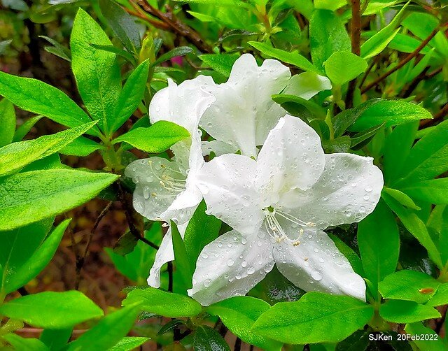 「中正紀念堂」寒流雨中賞櫻與杜鵑花(Cherry Blossom & Rhododendron at C.K.S. Memorial Hall), Taipei, Taiwan, SJKen, Feb 20, 2022.